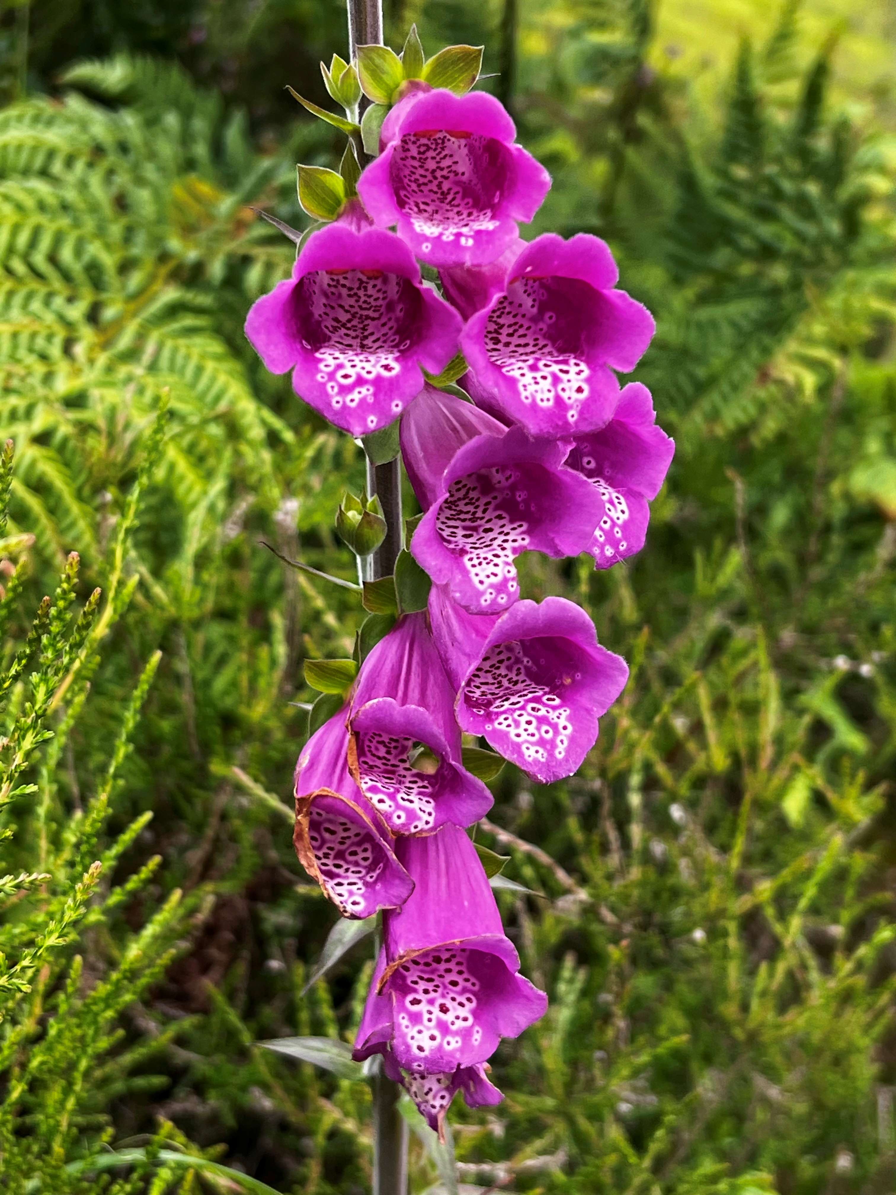 Foxgloves Rachel's weaving